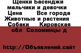 Щенки Басенджи ,мальчики и девочки › Цена ­ 1 - Все города Животные и растения » Собаки   . Кировская обл.,Соломинцы д.